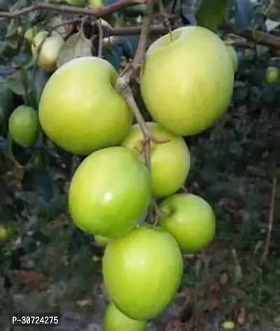 Ukanda Ber Apple Plant Indian Jujube Apple Ber ( Grafted ) Fruit Plants And Tree v35-thumb0