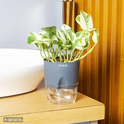 Ukanda Money Plant Live Money Plant NJoy | Grey Self-Watering Pot | Pothos | Marble Prince Decor-thumb0