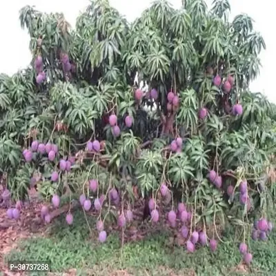 Ukanda Mango Plant Kesar Mango Hybrid Plant For Outdoor Garden-thumb0