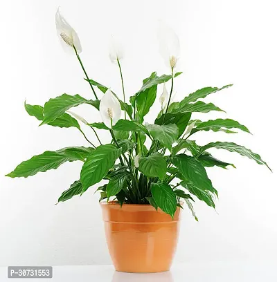 Ukanda Peace Lily Plant PEACE LILY NB-thumb0