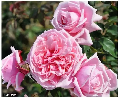 Ukanda Rose Plant Climbing Rose Kiss Me Kate (PBR) Flower-thumb0