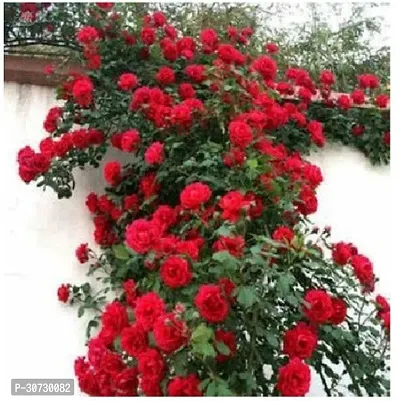 Ukanda Rose Plant Ent-Live -Plants - 204-thumb0