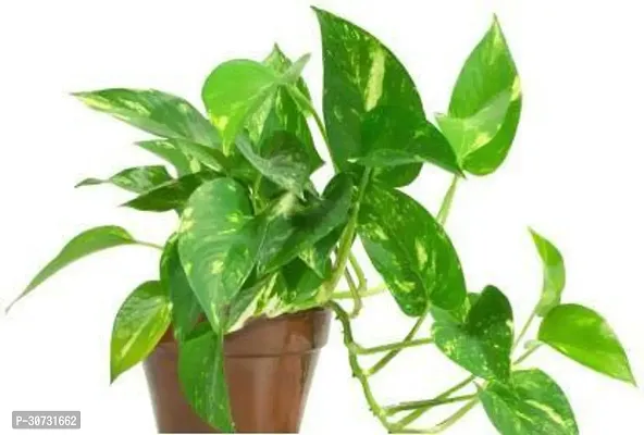 Ukanda Money Plant 2222SW-thumb0