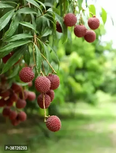 Ukanda Litchi Plant Latchi Fruit Plant-thumb2