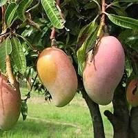 Ukanda Mango Plant Mango Totapuri Grafted Plants (Pack of 1) - Live Plant-thumb1