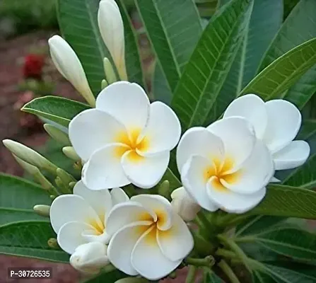 Ukanda Plumeria Plant Plumeria Flower Live Plant V1-thumb0