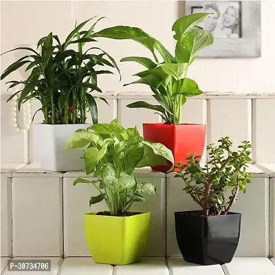 Ukanda Money Plant Combo Of Peace Lily Plant, Two Layer Bamboo Plant, Golden Money Plant, Jade Plant with Pot-thumb0