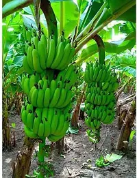 Ukanda Banana Plant Banana Plant BG-16-thumb1