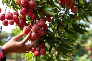 Ukanda Litchi Plant Lichi Fruit Tree Plant-thumb1