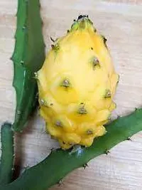 Ukanda Dragon Tree YELLOW DRAGON FRUIT PLANT-thumb1