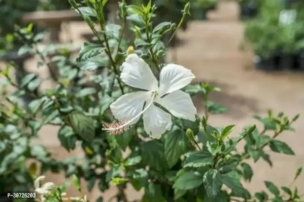 Ukanda Hibiscus Plant Hibiscus dwarf white 01-thumb0