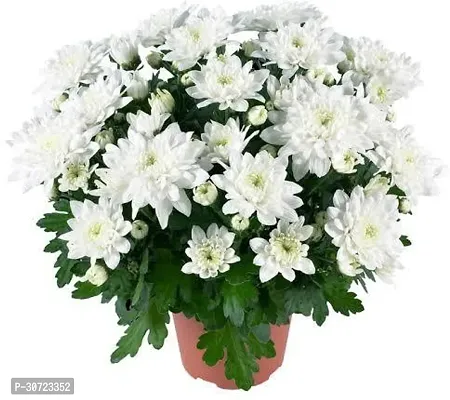 Ukanda Chrysanthemums Guldavari Plant White Chrysanthemum plant-thumb0