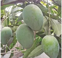 Ukanda Mango Plant Kesar Mango grafted Fruit Plant-thumb1