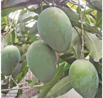 Ukanda Mango Plant Kesar Mango grafted Fruit Plant-thumb2