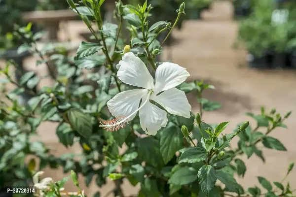 Ukanda Hibiscus Plant BHJ45-thumb0