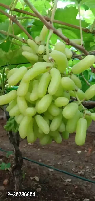 Ukanda Grape Plant Thai Alltime Grape -A14