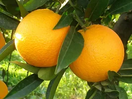 Ukanda Sweet Lemon Plant Mosambi Fruit Plant(11)-thumb1