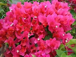 Ukanda Bougainvillea Plant Bougainvillea live plantwith pot color red-thumb1