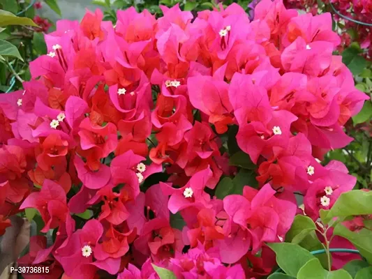 Ukanda Bougainvillea Plant Bougainvillea live plantwith pot color red-thumb2