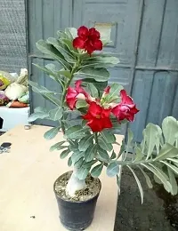 Ukanda Adenium Plant Thai Adenium Double flower-thumb1