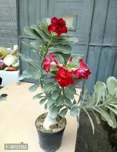 Ukanda Adenium Plant Thai Adenium Double flower-thumb2