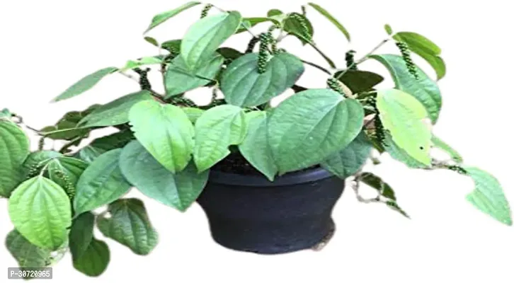 Ukanda Black Pepper Plant Kilichundan Black Pepper Plant For Outdoor Garden-thumb0