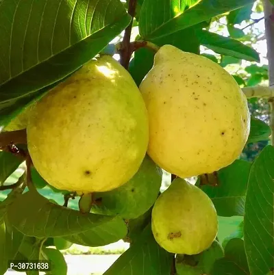 Ukanda Coconut Plant Mexican Cream Guava Plant-thumb0