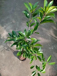 Ukanda Chiku Plant THAI LONG CHIKOOFRUIT GRAFTED PLANT-T37-thumb2