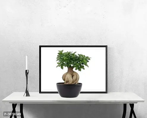 Ukanda Ficus Bonsai Plant CFGV141-thumb0