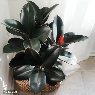 Ukanda Rubber Tree Live Rubber Plant Of Indoor Home DecorationAir Puriflcation v5 Mjr45-thumb0