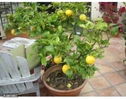 Ukanda Lemon Plant PLT-379-thumb0