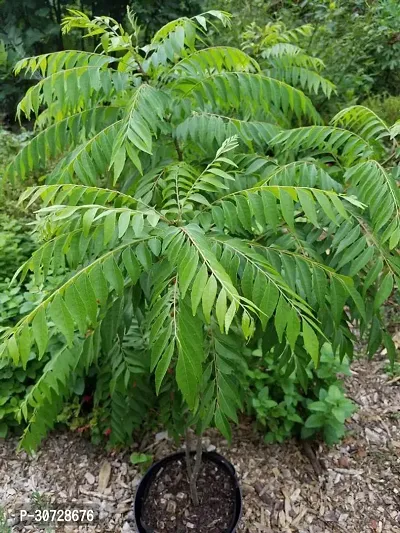 Ukanda Curry Leaf Plant Curry Leaf-thumb0