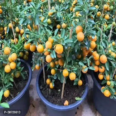 Ukanda Orange Plant Orange or 72