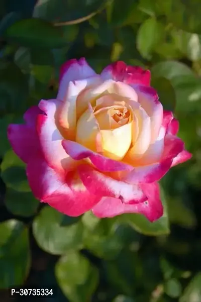 Ukanda Rose Plant Hybrid Z001-thumb0