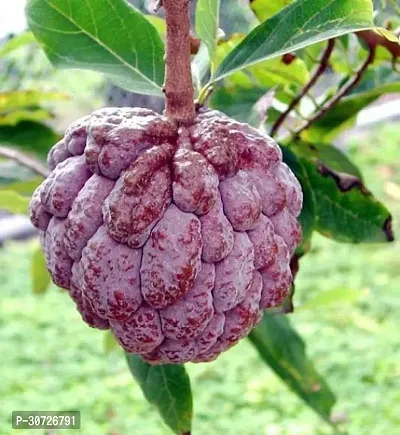 Ukanda Custard Apple Plant Custard Apple Plant-13-thumb0