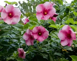 Ukanda Thunberjia Plant Pink Allamandagolden trumpet maroon flower Harkakra flower plantS-thumb2