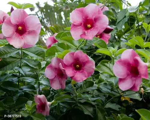 Ukanda Thunberjia Plant Pink Allamandagolden trumpet maroon flower Harkakra flower plantS-thumb3