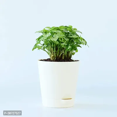 Ukanda Syngonium Plant PLT-114-thumb0