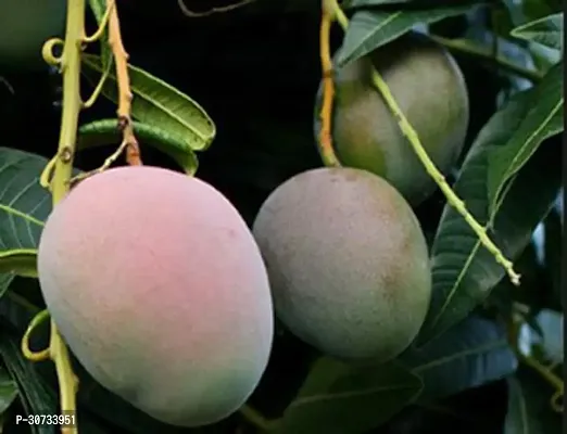 Ukanda Mango Plant GULAB KHAS SWEET MANGO (GRAFTED) FRUIT PLANT-thumb0