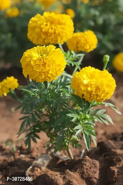 Ukanda Marigold Plant Roy marigold plant 01-thumb0