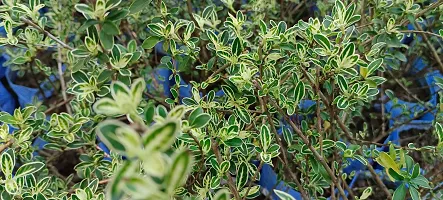 Ukanda Serissa Hedge Plant SNOW ROSESERISSA HEDGE PLANT-thumb2