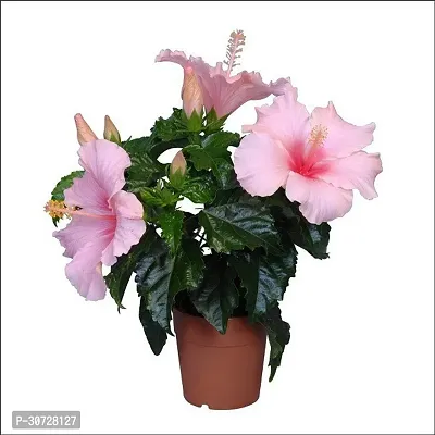 Ukanda Hibiscus Plant pink hibiscus plant with pot-thumb0