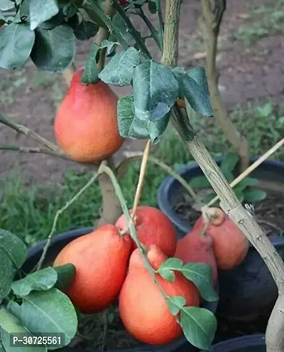 Ukanda Pomelo Plant Thai Red Batabi Plant-thumb3