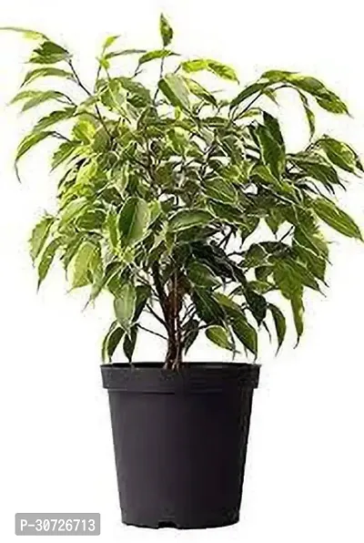 Ukanda Ficus Plant Ficus Boundary-thumb0