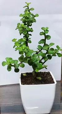 Ukanda Jade Plant PLT-022-thumb1