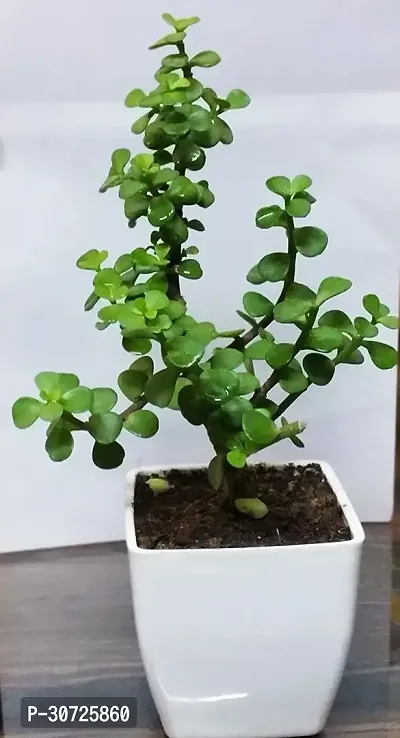 Ukanda Jade Plant PLT-022-thumb2