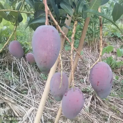 Ukanda Mango Plant Japanese Miyazaki Mango Plant-thumb0