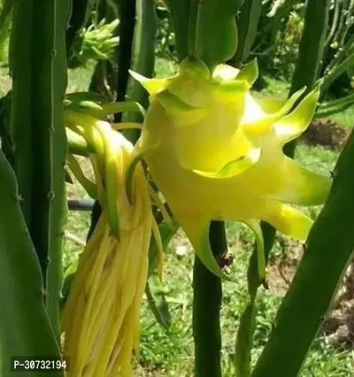 Ukanda Dragon Tree Hybrid yellow dragon fruit plant, pack of 1-thumb0