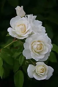 Ukanda Rose Plant White_Rose_Plant_01-thumb2