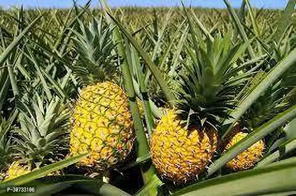 Ukanda Pine Apple Plant PAPLE451-thumb2